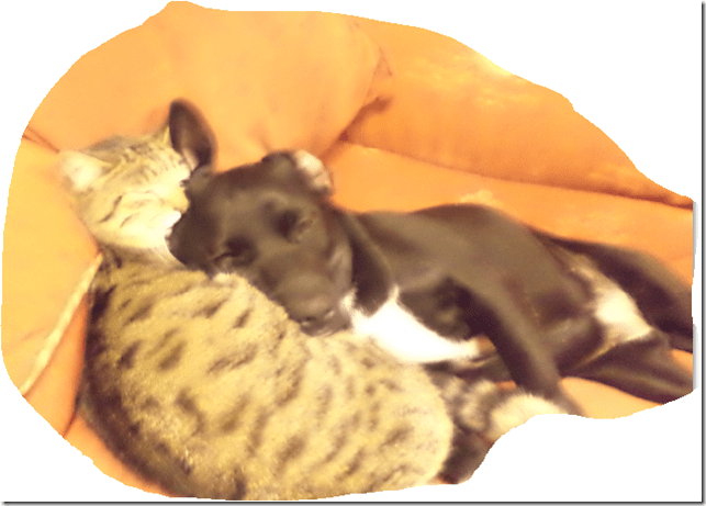 a-152 deacy and dougal