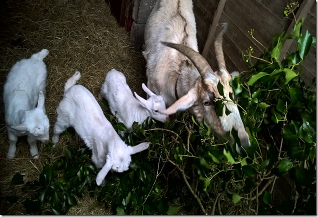 WP_20150312_11_01_19_Pro