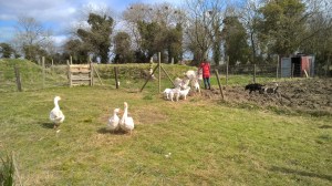 WP_20150327_12_51_03_Pro