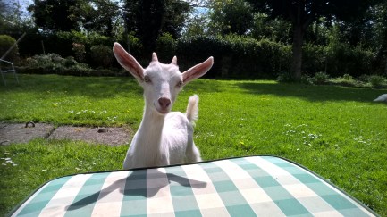 Alba one of the little Goats et the Sanctuary. 
