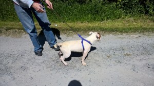 WP_20150615_11_44_10_Pro