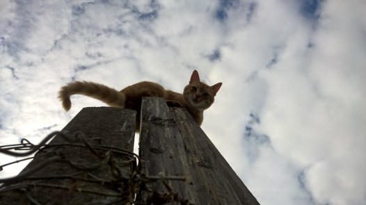 WP_20150722_17_13_54_Pro__highres