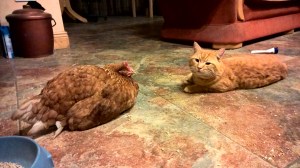 WP_20160207_19_47_32_Pro