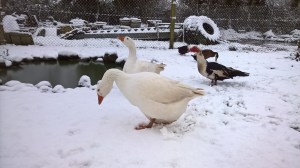 WP_20160304_07_50_34_Pro