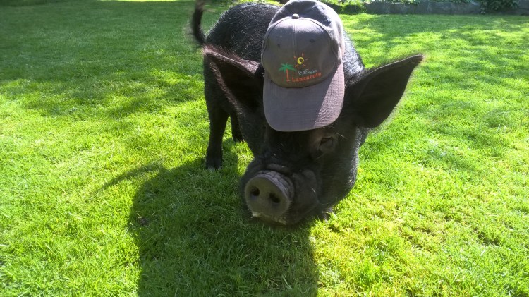 WP_20160513_15_15_00_Pro