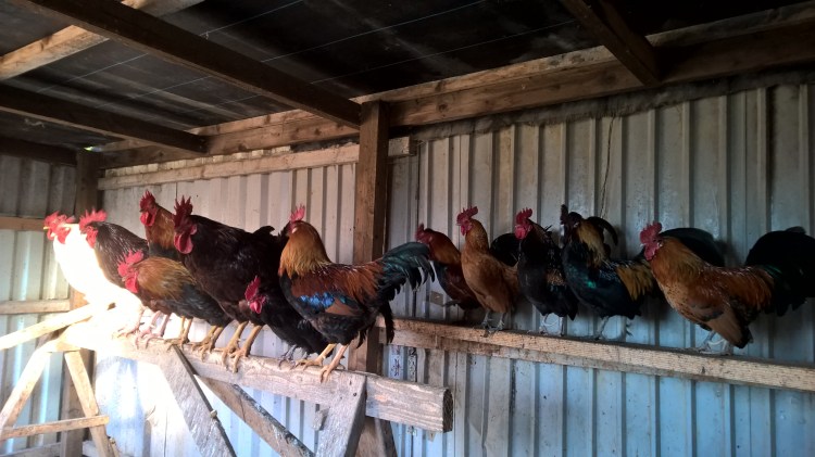 WP_20160516_06_49_51_Pro__highres