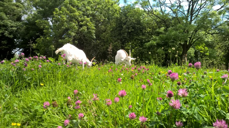 WP_20160609_12_31_09_Pro