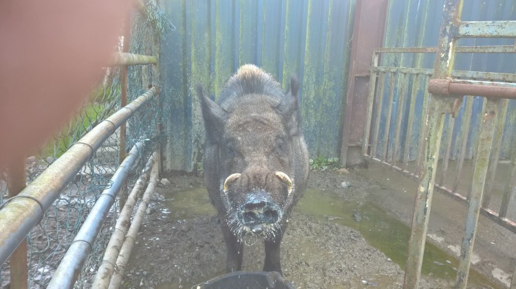 WP_20160627_15_37_53_Pro