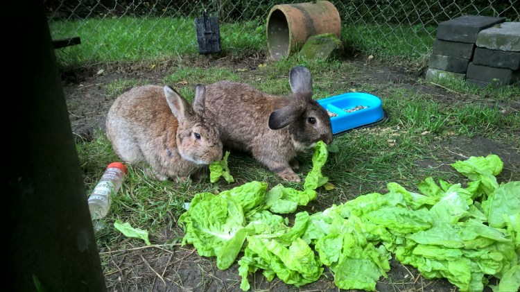 WP_20160710_12_02_36_Pro