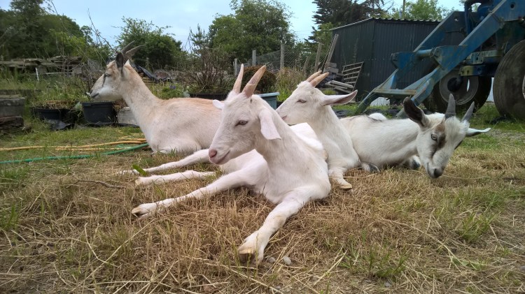 WP_20150628_15_19_21_Pro