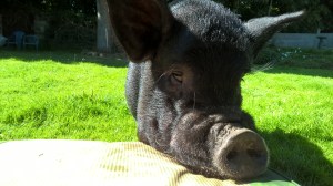 WP_20160815_11_07_53_Pro