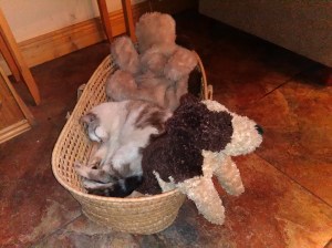 pop-4-11-12-2016-082