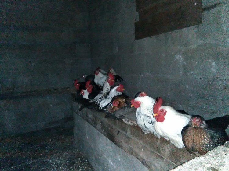 pop-4-23-12-2016-037