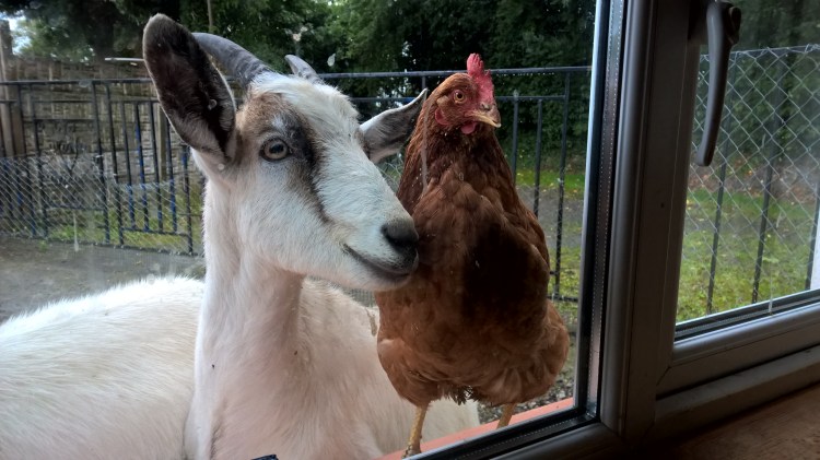 WP_20150920_18_31_04_Pro