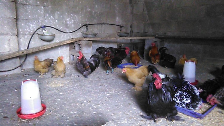 New hens and Cockerels 11-9-2017 007