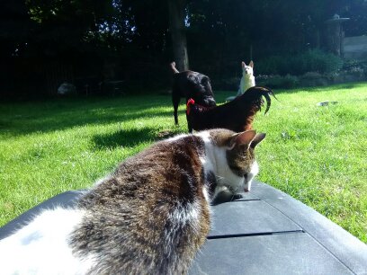 Pop 4 12-11-2017 032