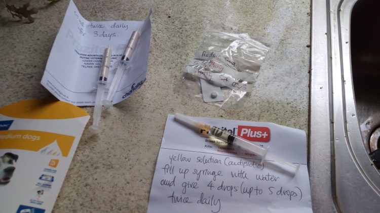 Pop 4 A3 1-6-2018 066