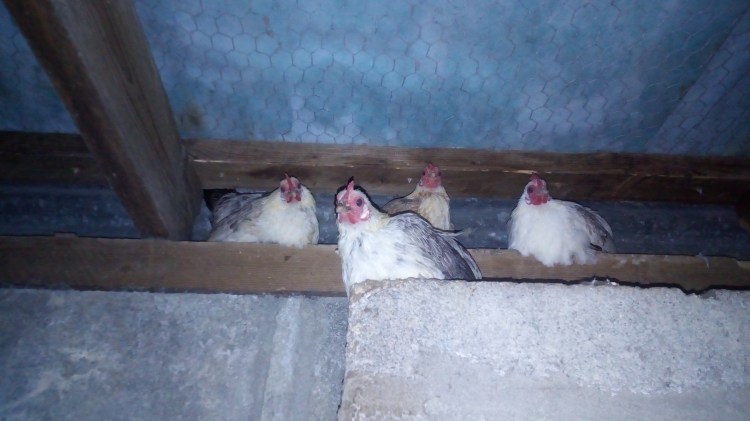 Alcatel A3 26-8-2018 003