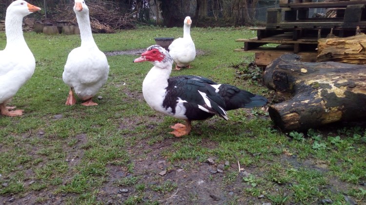 Alcatel A3 26-11-2018 2018-11-23 008