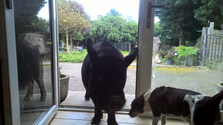 WP_20160819_15_18_08_Pro