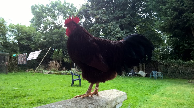 WP_20160821_13_13_42_Pro