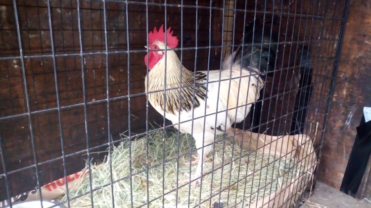 Alcatel A3 10-12-2018 2018-12-10 013