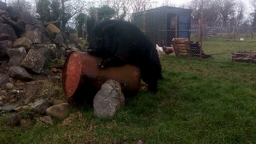 Alcatel A 3 25-2-2019 2019-02-07 003