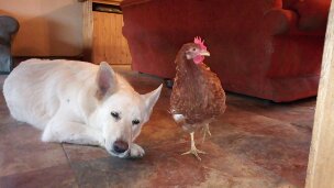 Alcatel A 3 7-3-2019 2019-03-02 001