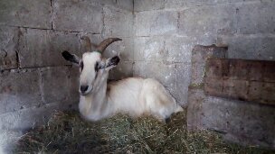 Alcatel A 3 7-3-2019 2019-03-02 002