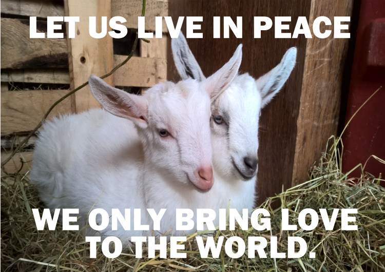 Karina and will goats