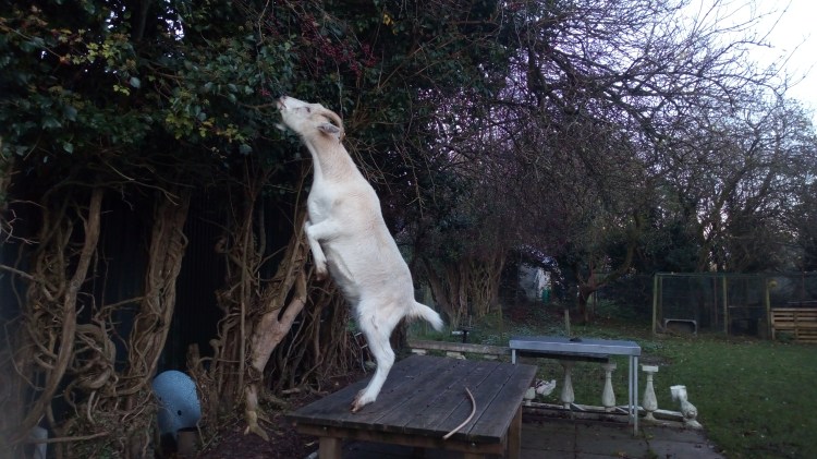 Alcatel A 3 25-11-2019 2019-11-14 009