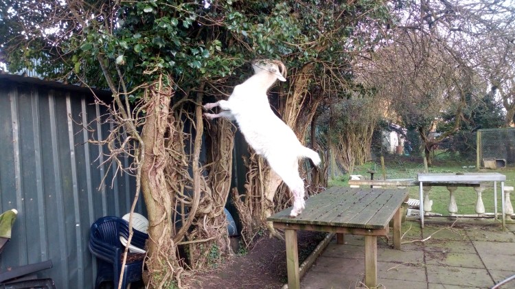 Alcatel A 3 4-2-2020 2020-02-04 007