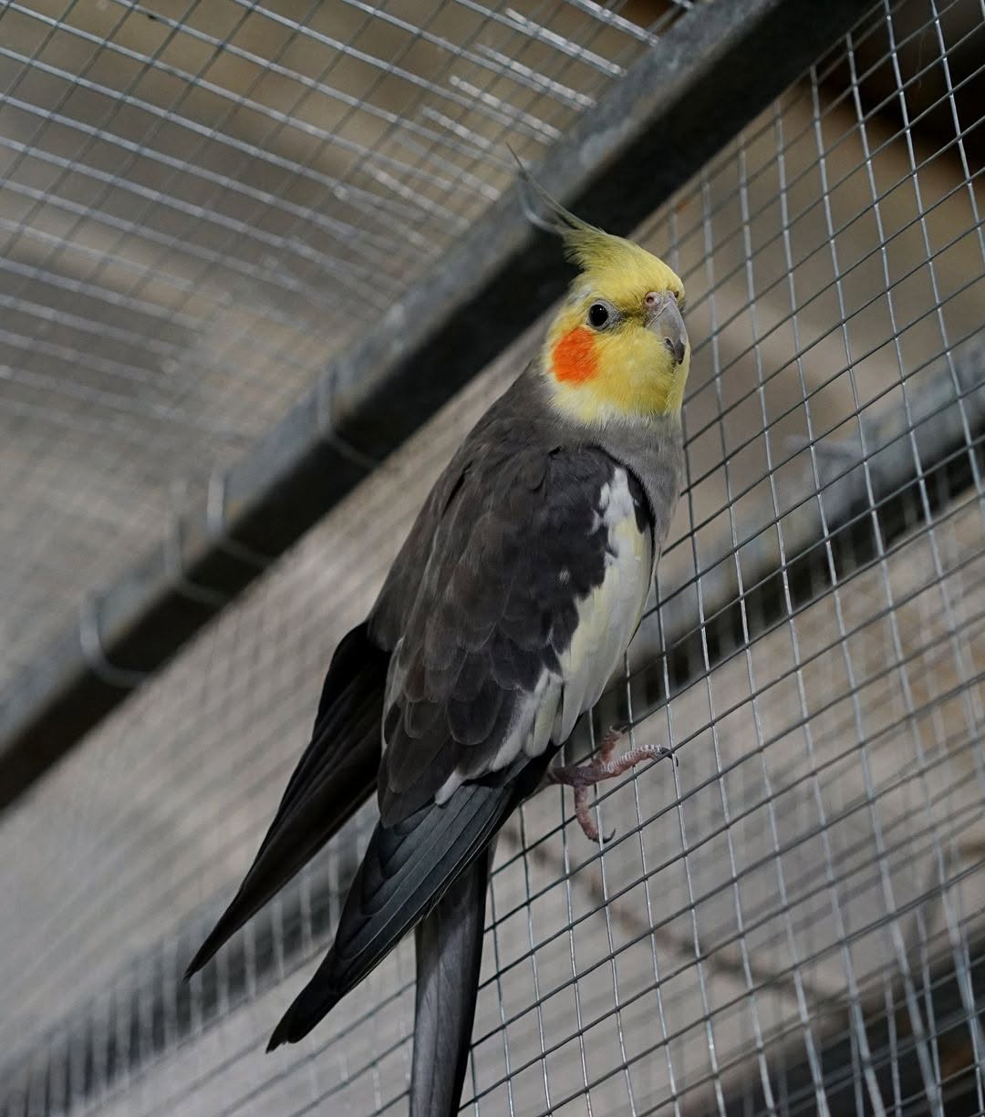 Exotic Birds