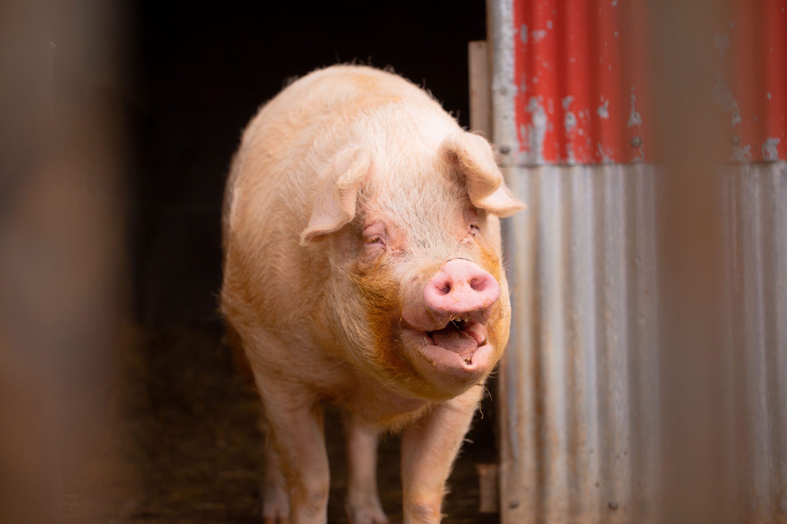 Pigs