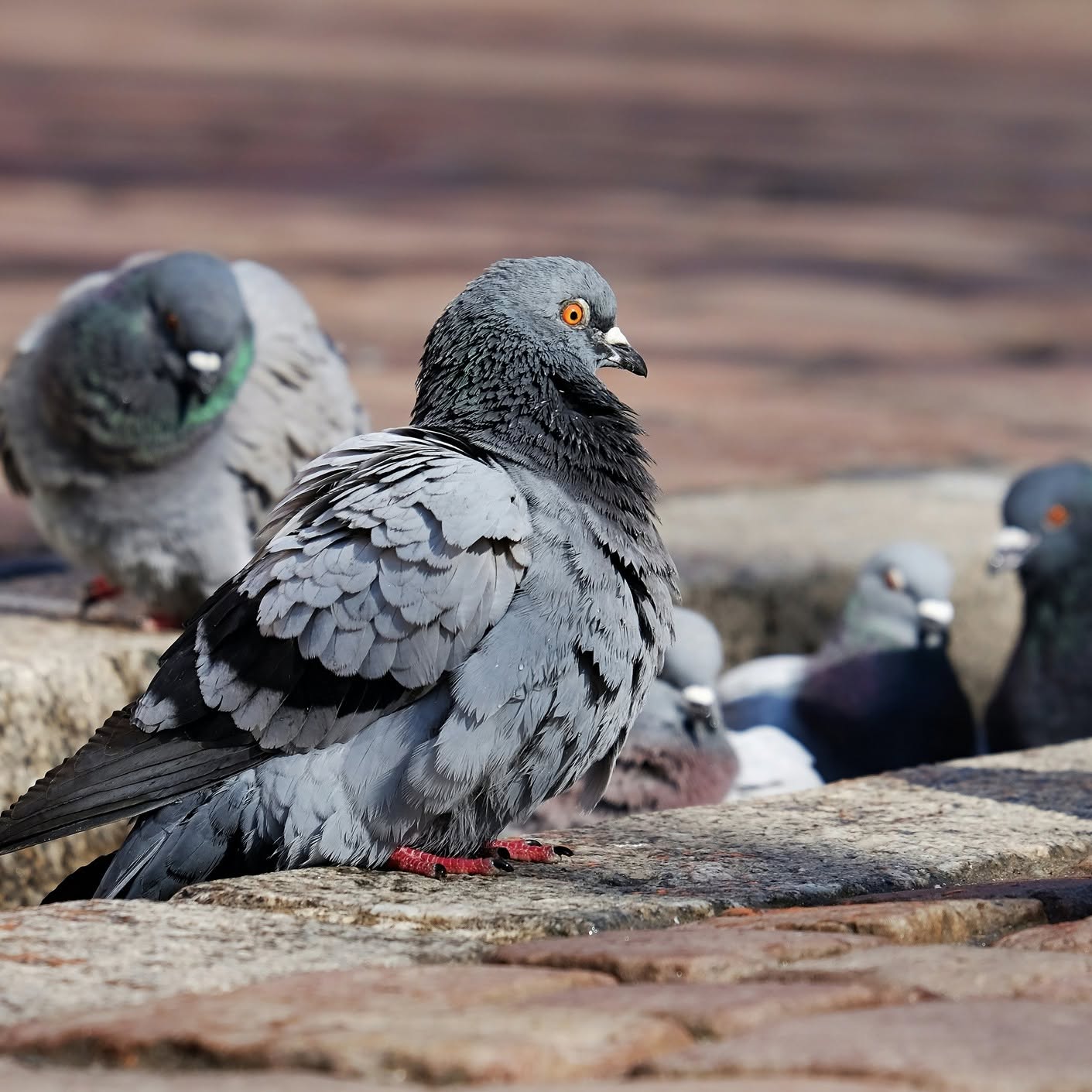 Pigeons