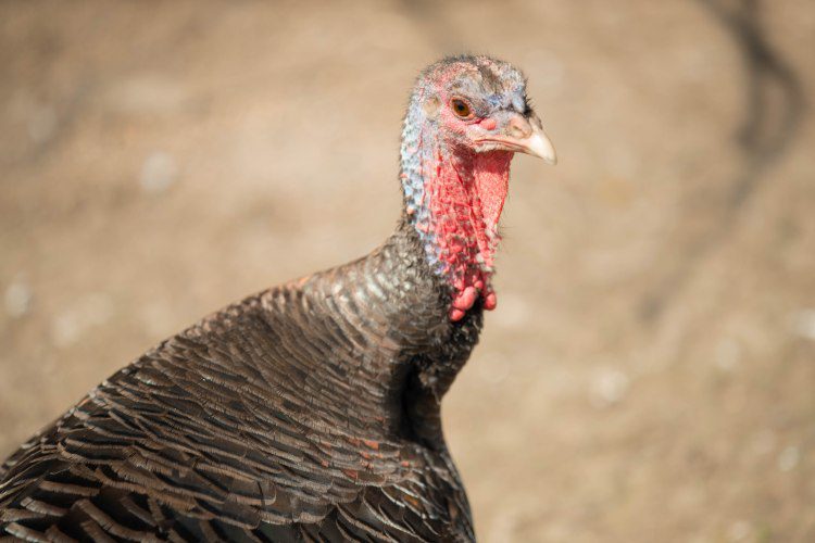 A resident animal at the sanctuary