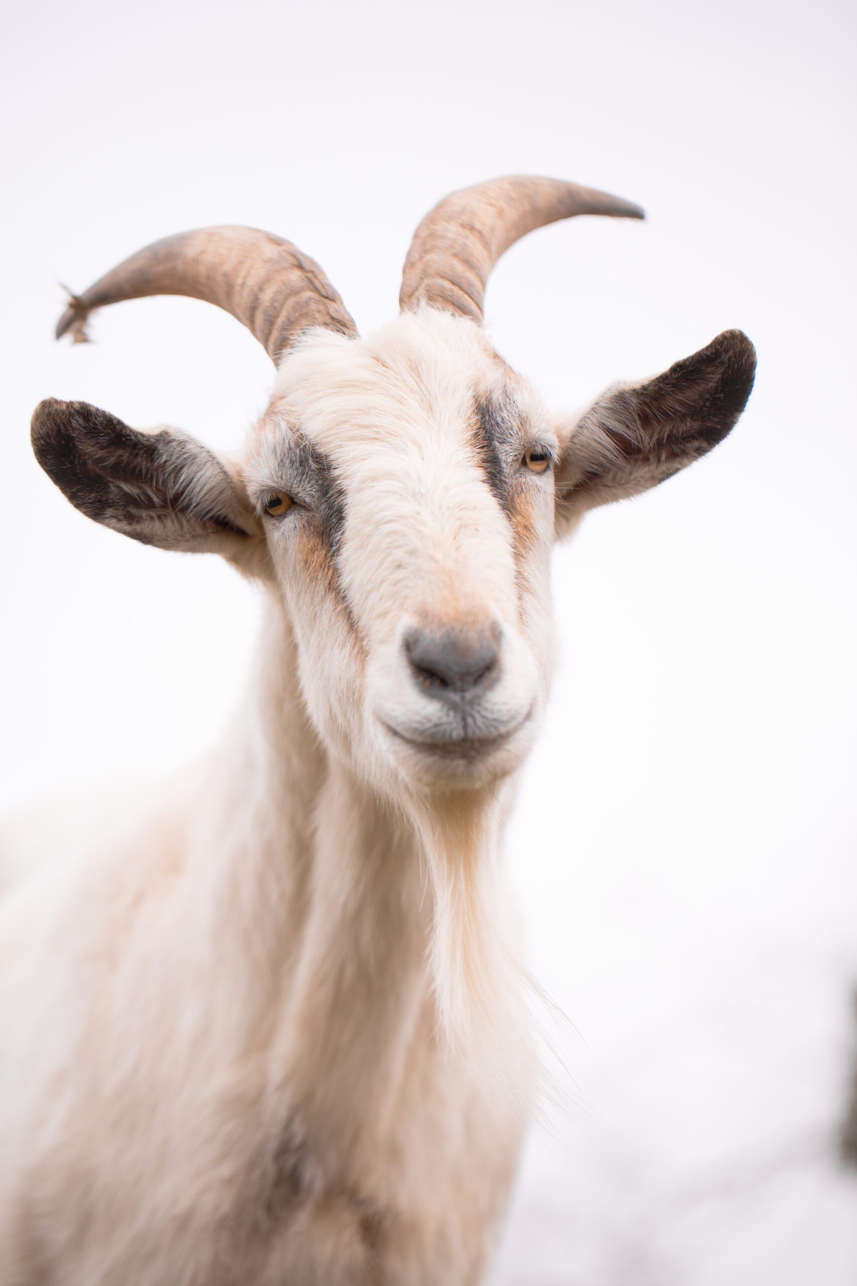 Goats