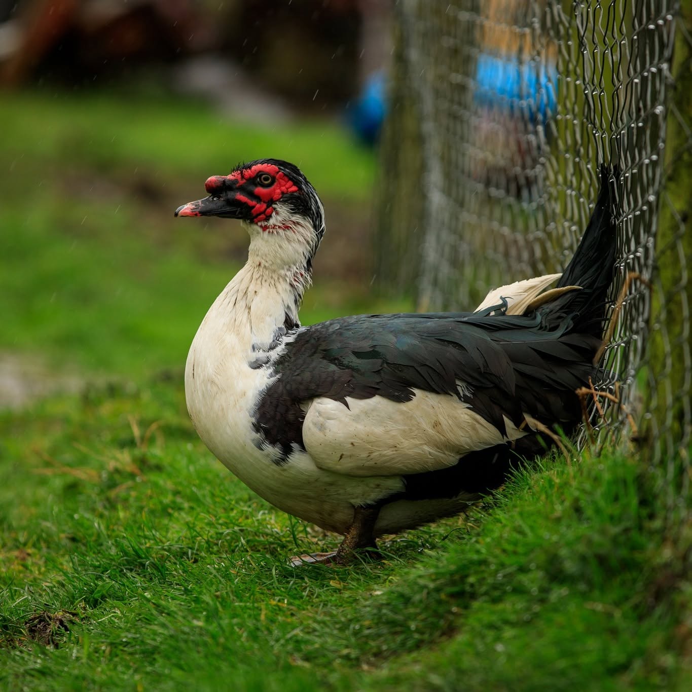 Ducks