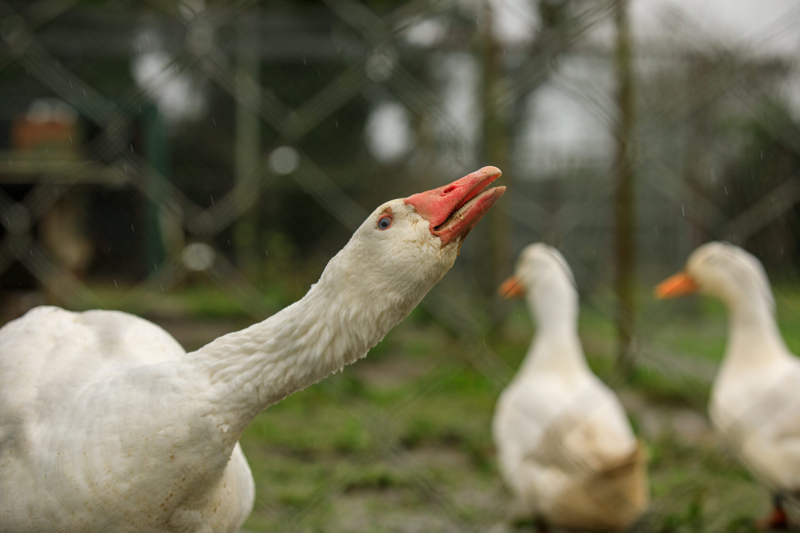 Geese