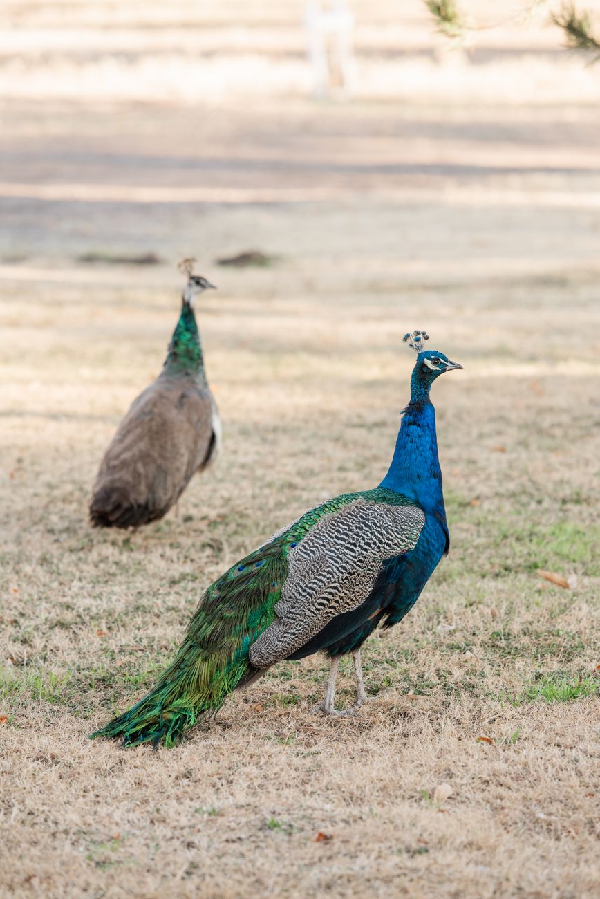 Peacocks