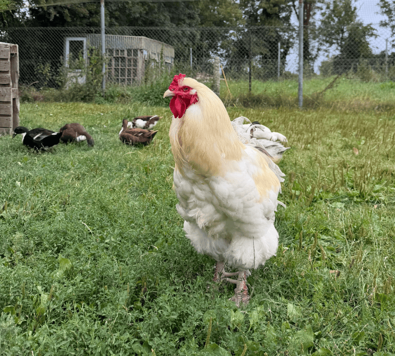 Hercules the cockerel