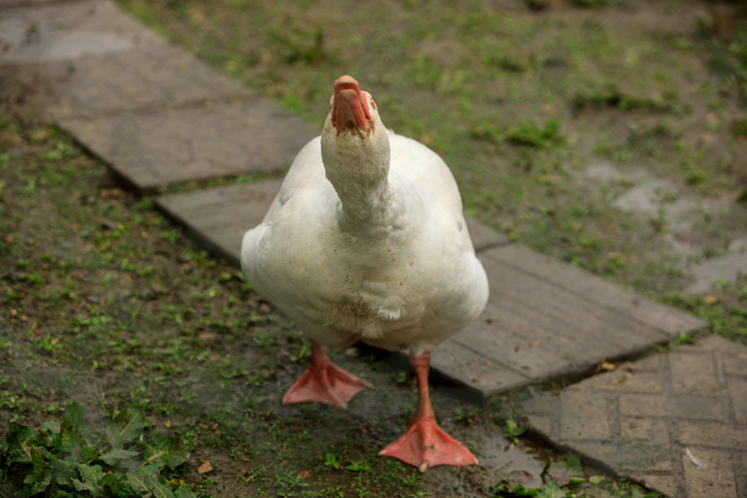 Dick the rescued goose walking along the sanctuary path