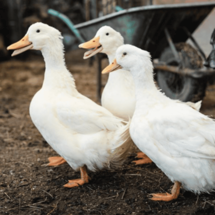 Jess, Ben, and Noah the white runner ducks together