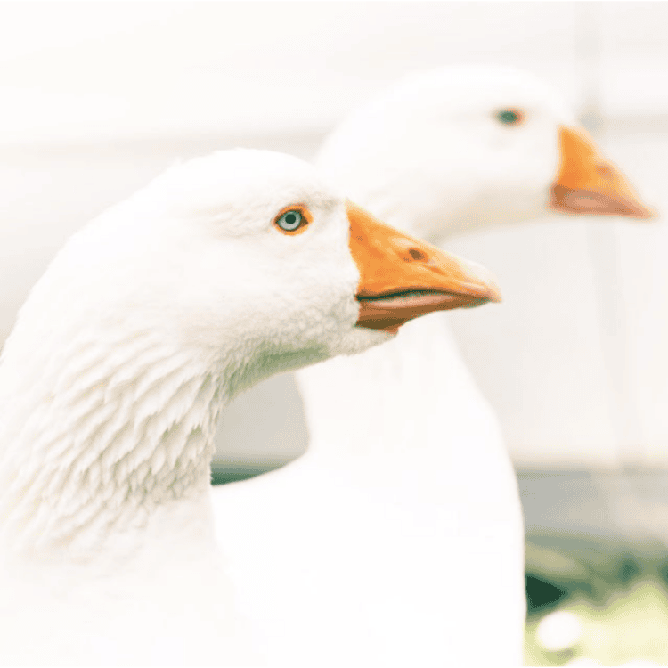 Gertie and Julie the geese side by side