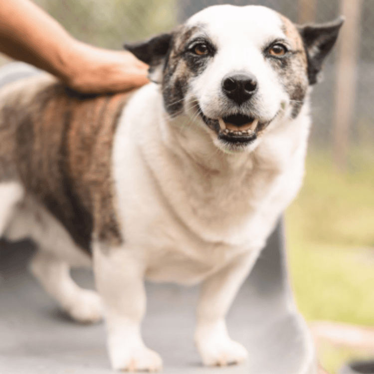 Husky the happy rescue dog with a gentle smile