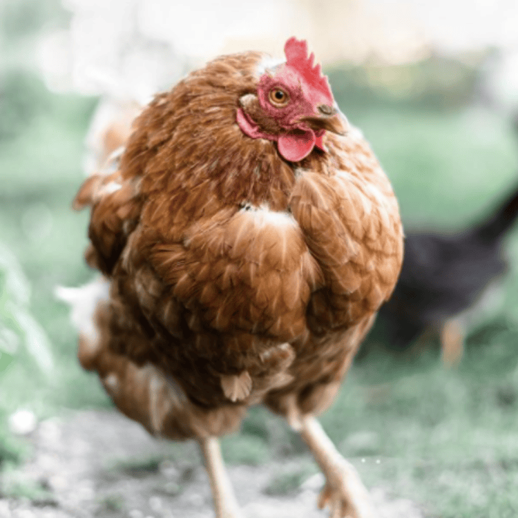 Marianne the copper brown hen standing proudly