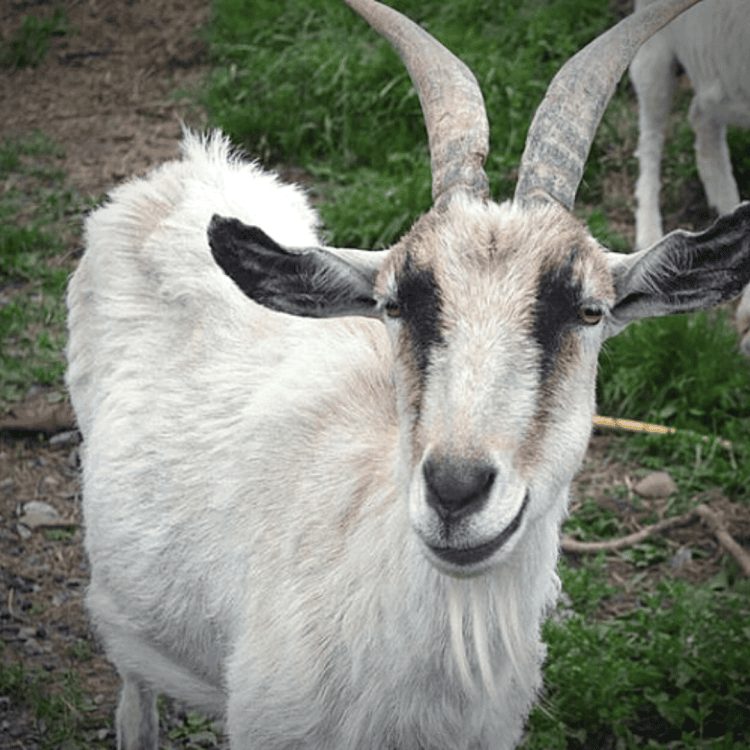 Ivy the horned goat looking playfully at the camera