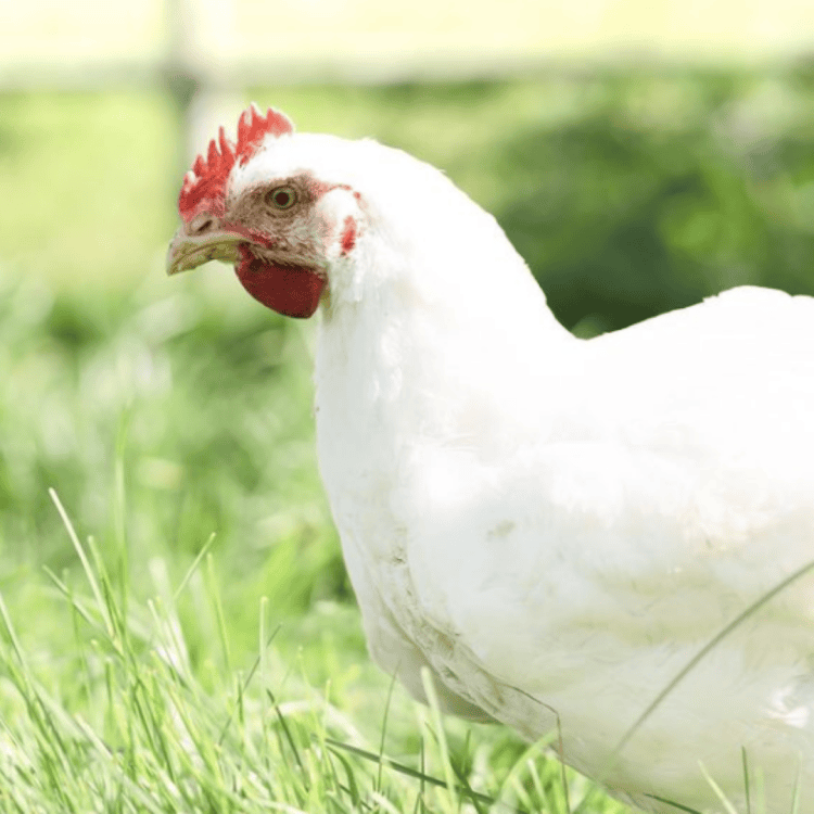 Oscar the white hen on green pasture