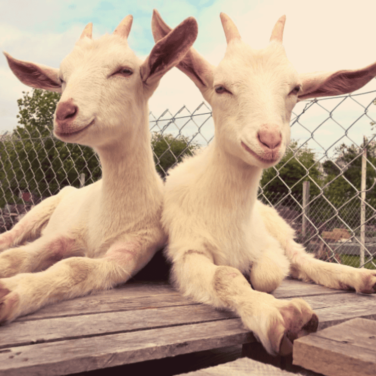 Alba and Karina the young goats resting on a bench