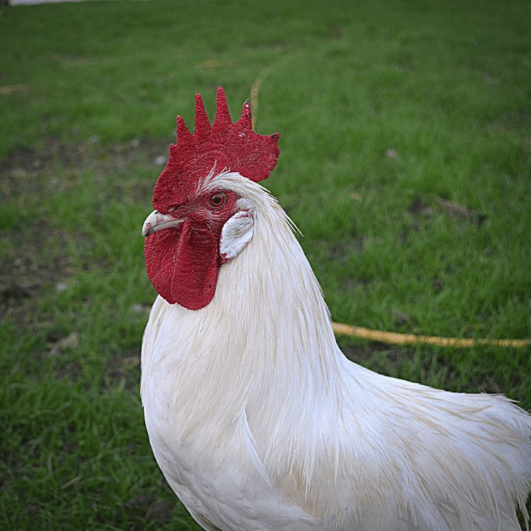 Russel the majestic white rooster against a lush background